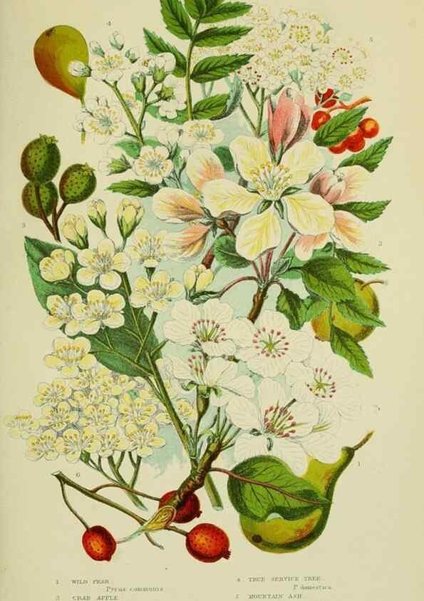 Reproducción/Reproduction 8513732544: The flowering plants, grasses, sedges, & ferns of Great Britain. London,F. Warne,1905.