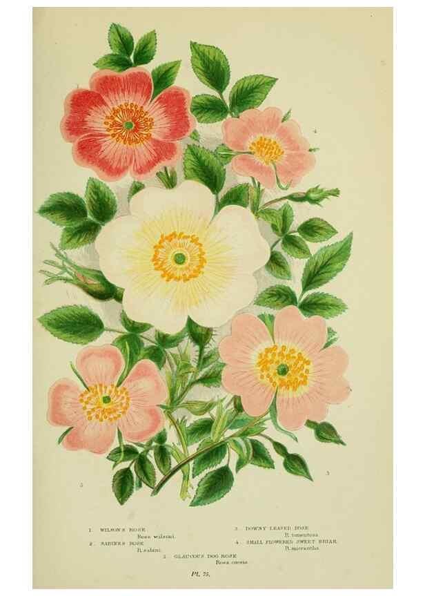 Reproducción/Reproduction 8513731736: The flowering plants, grasses, sedges, & ferns of Great Britain. London,F. Warne,1905.