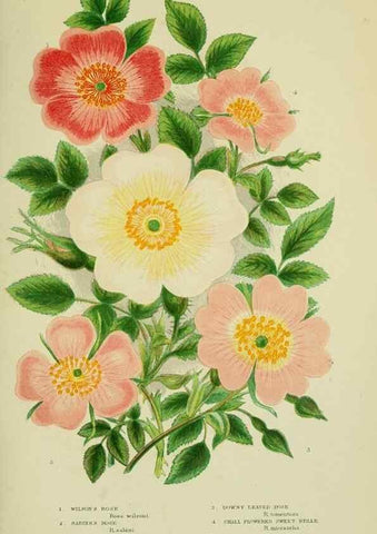 Reproducción/Reproduction 8513731736: The flowering plants, grasses, sedges, & ferns of Great Britain. London,F. Warne,1905.