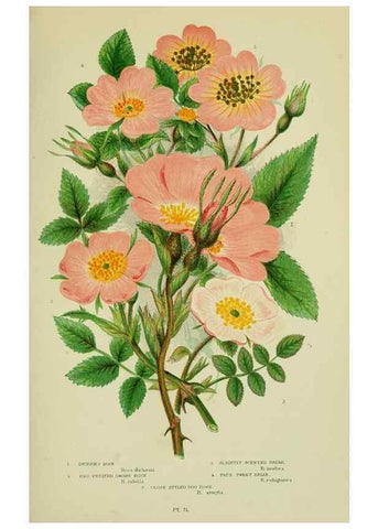 Reproducción/Reproduction 8513730922: The flowering plants, grasses, sedges, & ferns of Great Britain. London,F. Warne,1905.
