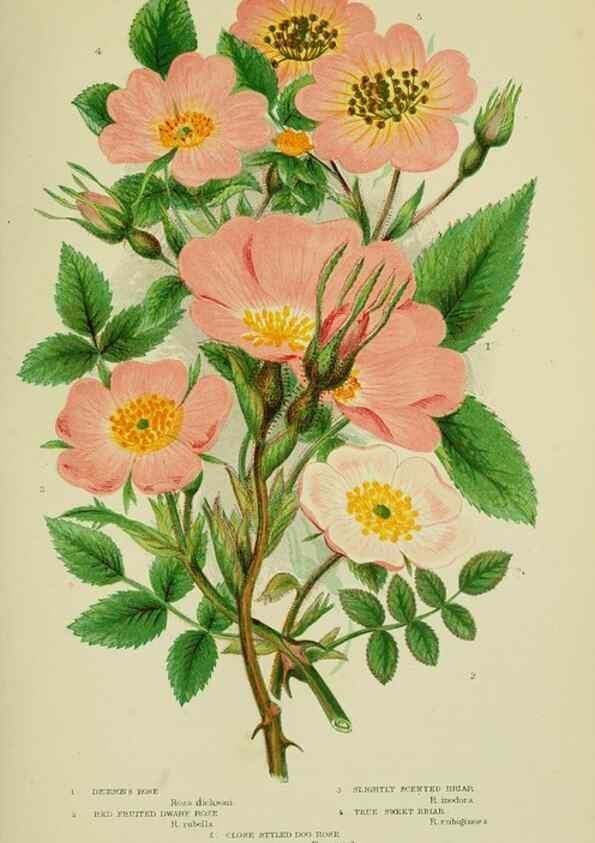 Reproducción/Reproduction 8513730922: The flowering plants, grasses, sedges, & ferns of Great Britain. London,F. Warne,1905.