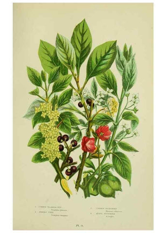 Reproducción/Reproduction 8513717796: The flowering plants, grasses, sedges, & ferns of Great Britain. London,F. Warne,1905.