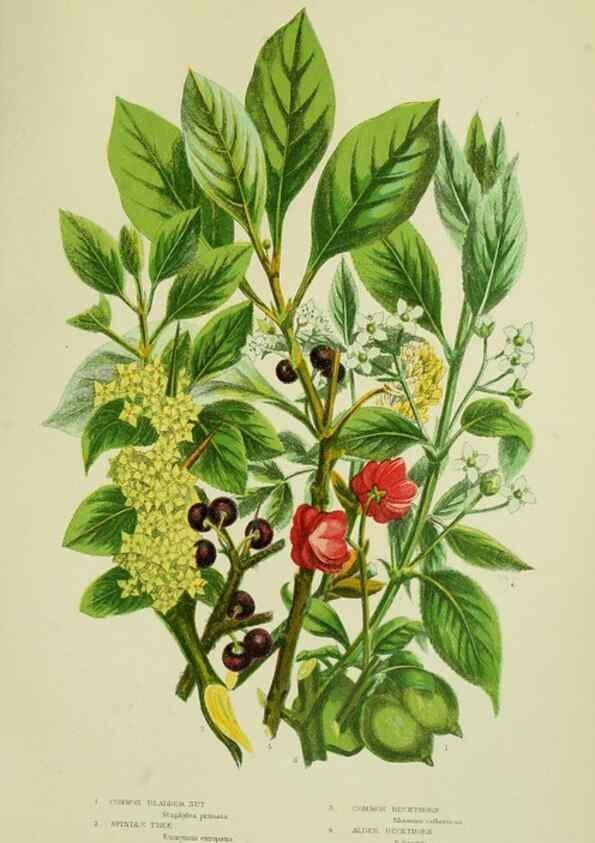 Reproducción/Reproduction 8513717796: The flowering plants, grasses, sedges, & ferns of Great Britain. London,F. Warne,1905.