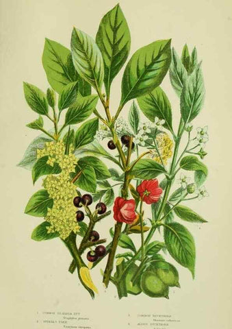 Reproducción/Reproduction 8513717796: The flowering plants, grasses, sedges, & ferns of Great Britain. London,F. Warne,1905.