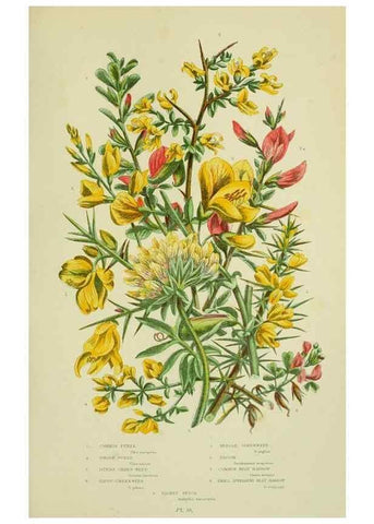 Reproducción/Reproduction 8513718616: The flowering plants, grasses, sedges, & ferns of Great Britain. London,F. Warne,1905.