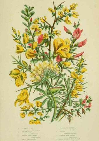 Reproducción/Reproduction 8513718616: The flowering plants, grasses, sedges, & ferns of Great Britain. London,F. Warne,1905.