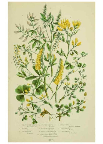 Reproducción/Reproduction 8512608497: The flowering plants, grasses, sedges, & ferns of Great Britain. London,F. Warne,1905.