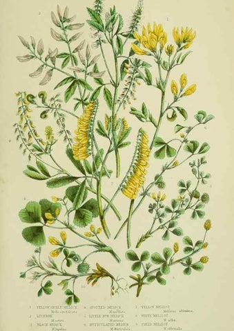 Reproducción/Reproduction 8512608497: The flowering plants, grasses, sedges, & ferns of Great Britain. London,F. Warne,1905.