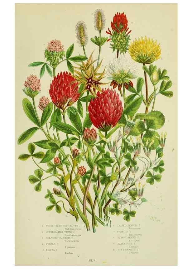 Reproducción/Reproduction 8512609705: The flowering plants, grasses, sedges, & ferns of Great Britain. London,F. Warne,1905.