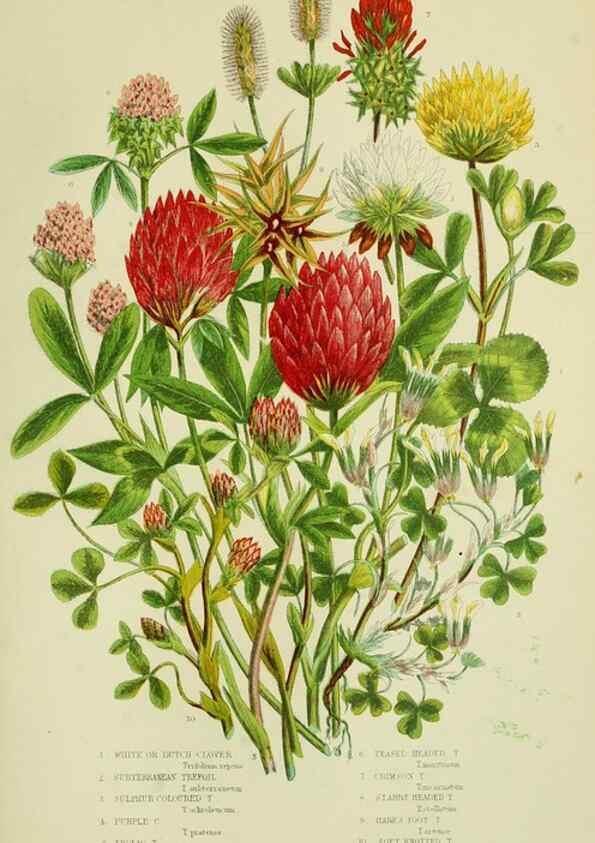 Reproducción/Reproduction 8512609705: The flowering plants, grasses, sedges, & ferns of Great Britain. London,F. Warne,1905.