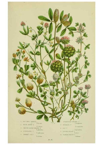 Reproducción/Reproduction 8513721240: The flowering plants, grasses, sedges, & ferns of Great Britain. London,F. Warne,1905.
