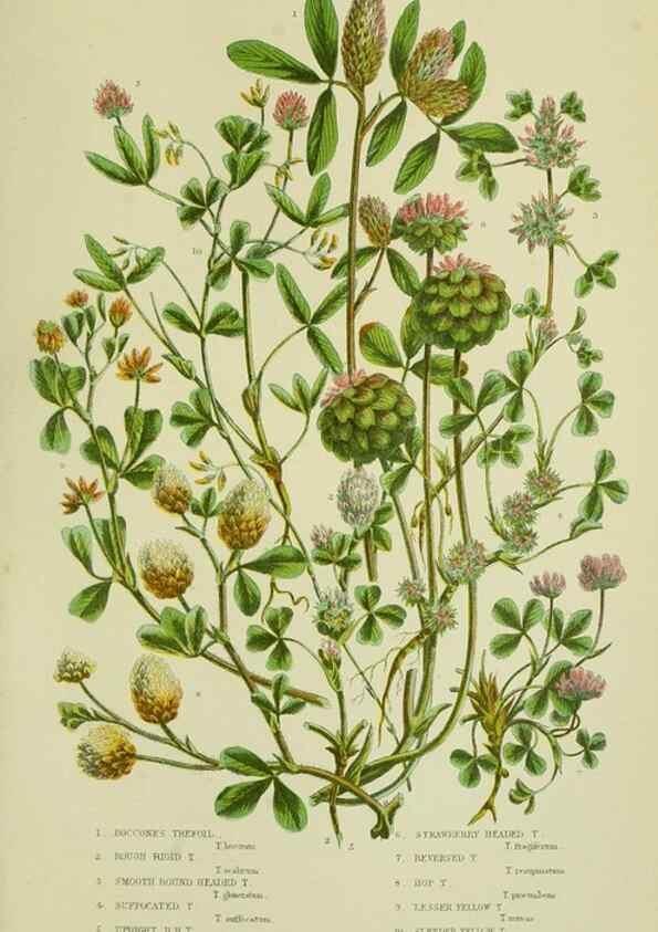 Reproducción/Reproduction 8513721240: The flowering plants, grasses, sedges, & ferns of Great Britain. London,F. Warne,1905.