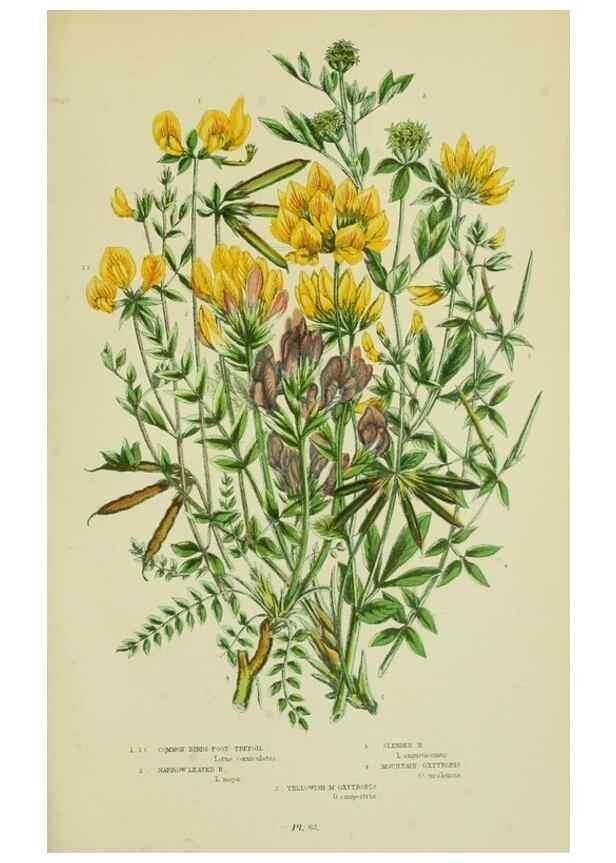 Reproducción/Reproduction 8513722248: The flowering plants, grasses, sedges, & ferns of Great Britain. London,F. Warne,1905.