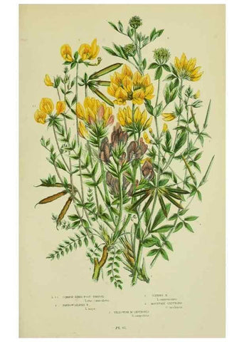 Reproducción/Reproduction 8513722248: The flowering plants, grasses, sedges, & ferns of Great Britain. London,F. Warne,1905.