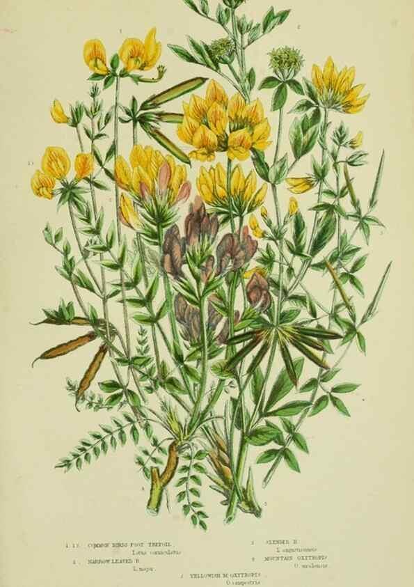 Reproducción/Reproduction 8513722248: The flowering plants, grasses, sedges, & ferns of Great Britain. London,F. Warne,1905.