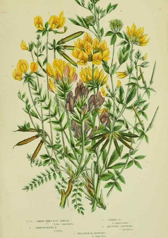 Reproducción/Reproduction 8513722248: The flowering plants, grasses, sedges, & ferns of Great Britain. London,F. Warne,1905.