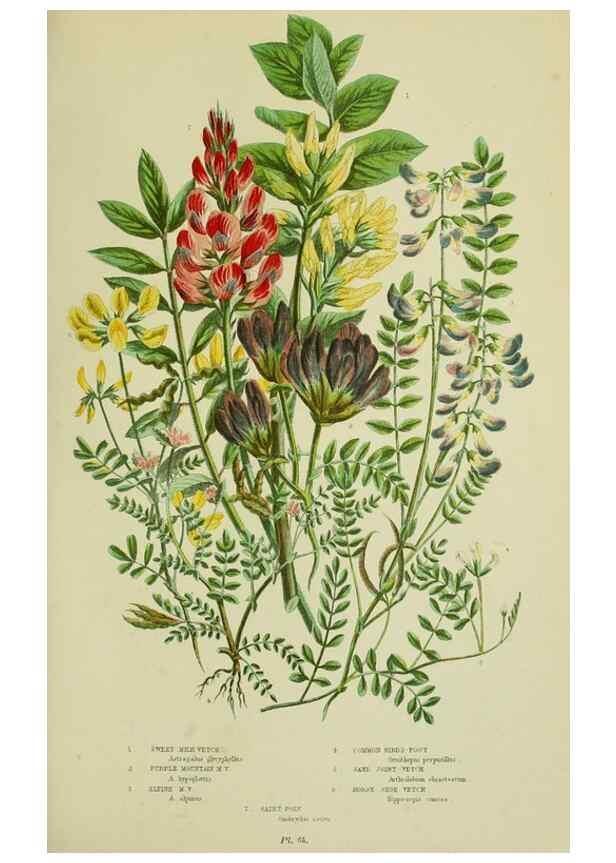 Reproducción/Reproduction 8513722948: The flowering plants, grasses, sedges, & ferns of Great Britain. London,F. Warne,1905.