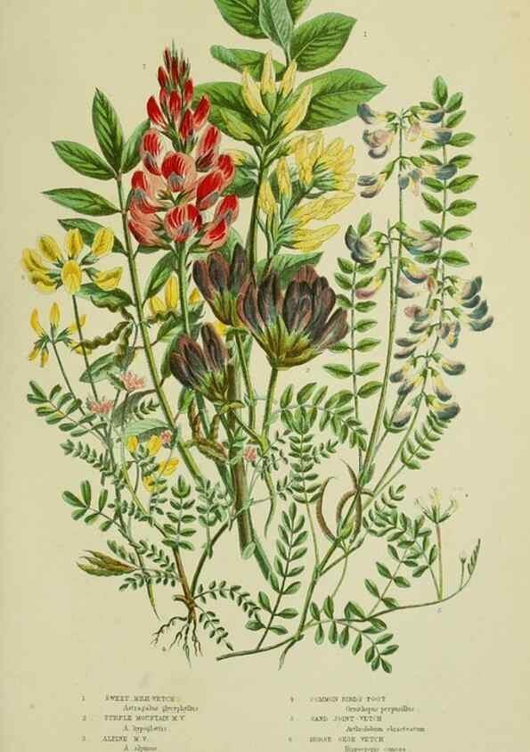 Reproducción/Reproduction 8513722948: The flowering plants, grasses, sedges, & ferns of Great Britain. London,F. Warne,1905.
