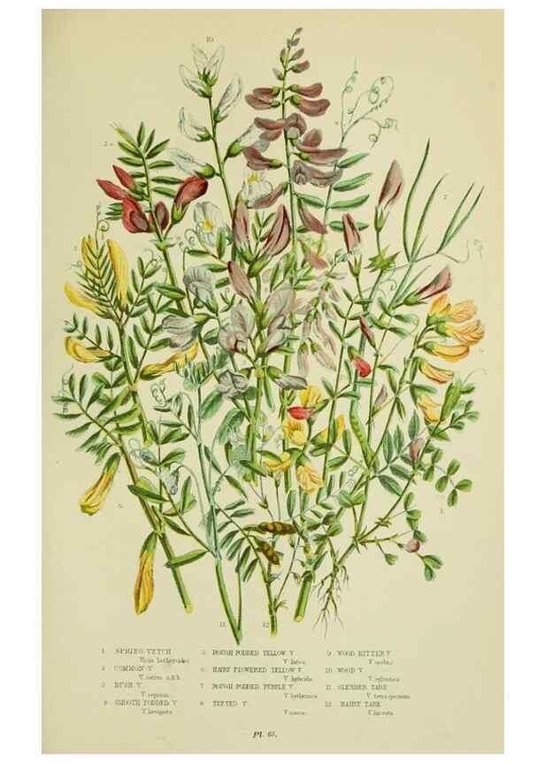Reproducción/Reproduction 8512612617: The flowering plants, grasses, sedges, & ferns of Great Britain. London,F. Warne,1905.