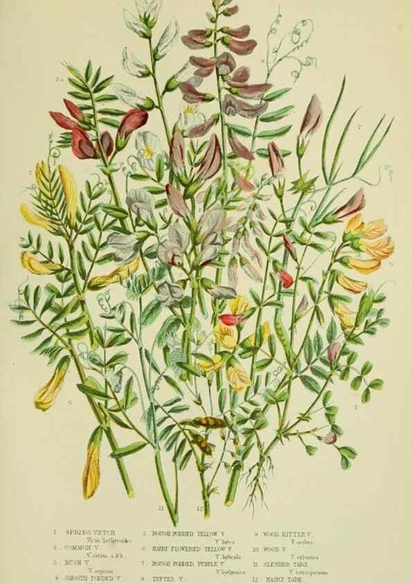 Reproducción/Reproduction 8512612617: The flowering plants, grasses, sedges, & ferns of Great Britain. London,F. Warne,1905.
