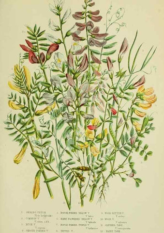 Reproducción/Reproduction 8512612617: The flowering plants, grasses, sedges, & ferns of Great Britain. London,F. Warne,1905.