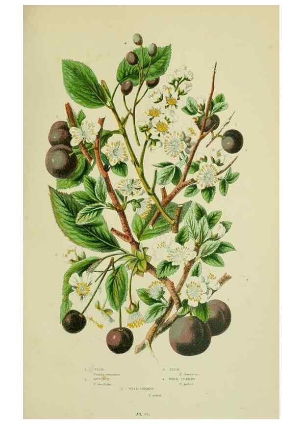Reproducción/Reproduction 8512614073: The flowering plants, grasses, sedges, & ferns of Great Britain. London,F. Warne,1905.