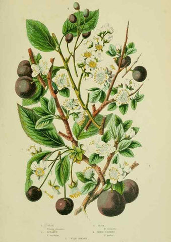 Reproducción/Reproduction 8512614073: The flowering plants, grasses, sedges, & ferns of Great Britain. London,F. Warne,1905.