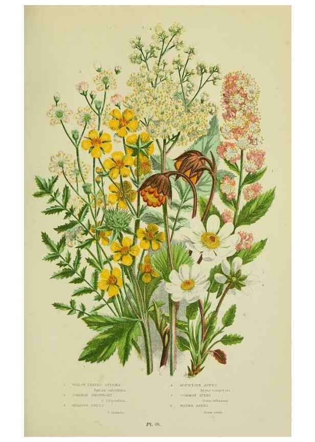 Reproducción/Reproduction 8513726328: The flowering plants, grasses, sedges, & ferns of Great Britain. London,F. Warne,1905.
