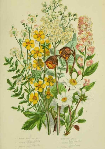 Reproducción/Reproduction 8513726328: The flowering plants, grasses, sedges, & ferns of Great Britain. London,F. Warne,1905.