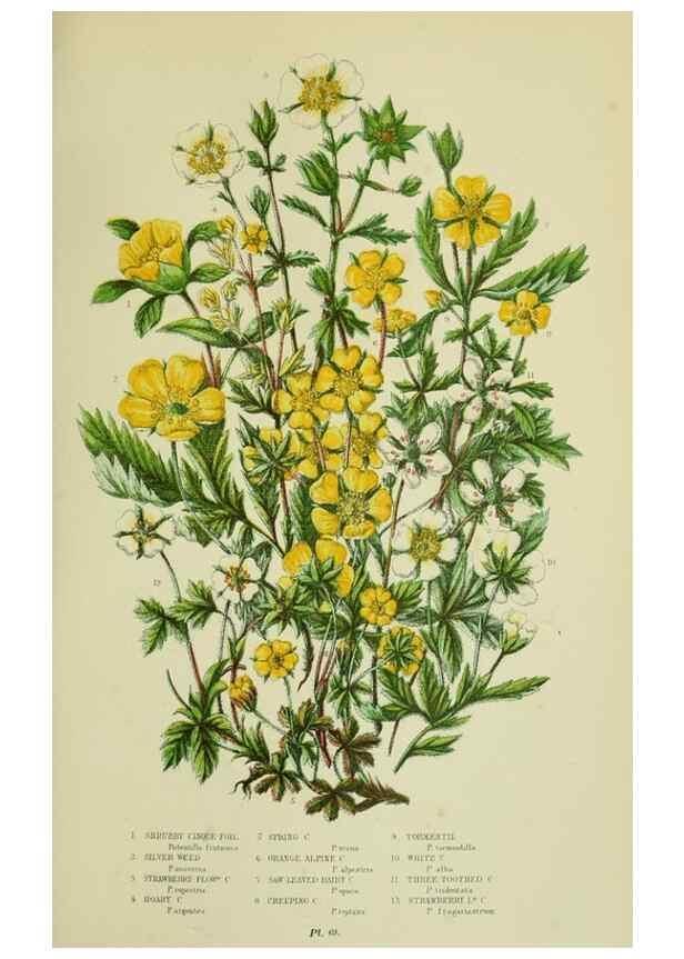 Reproducción/Reproduction 8512616317: The flowering plants, grasses, sedges, & ferns of Great Britain. London,F. Warne,1905.