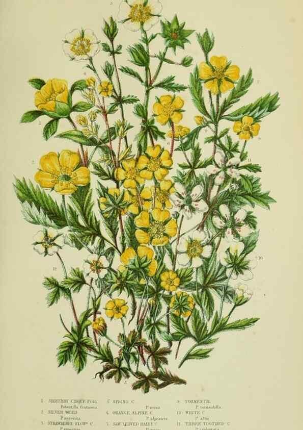 Reproducción/Reproduction 8512616317: The flowering plants, grasses, sedges, & ferns of Great Britain. London,F. Warne,1905.