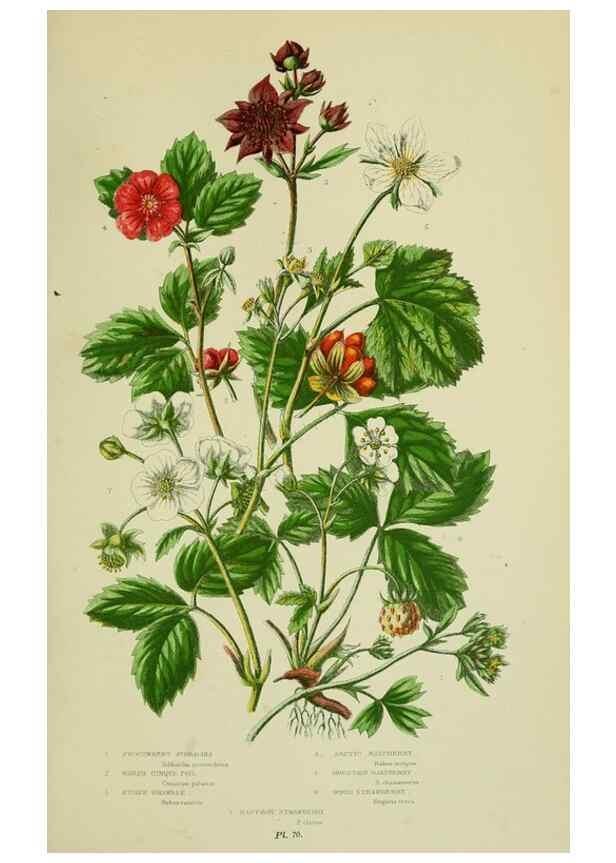 Reproducción/Reproduction 8513727874: The flowering plants, grasses, sedges, & ferns of Great Britain. London,F. Warne,1905.