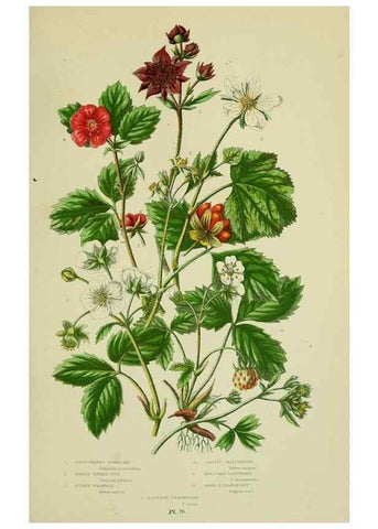 Reproducción/Reproduction 8513727874: The flowering plants, grasses, sedges, & ferns of Great Britain. London,F. Warne,1905.