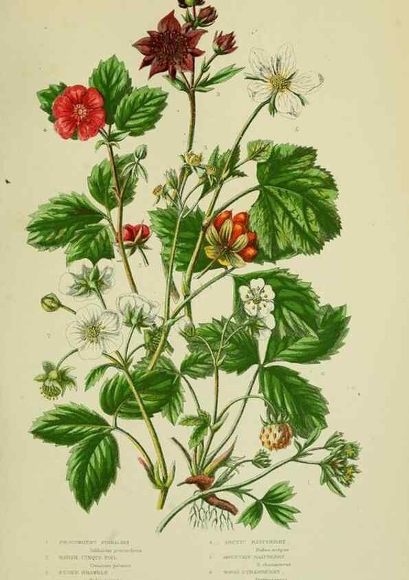 Reproducción/Reproduction 8513727874: The flowering plants, grasses, sedges, & ferns of Great Britain. London,F. Warne,1905.