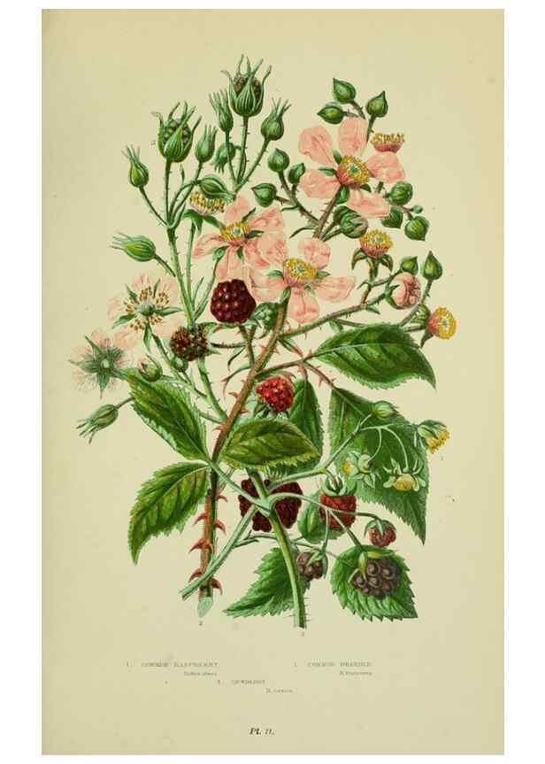 Reproducción/Reproduction 8513728860: The flowering plants, grasses, sedges, & ferns of Great Britain. London,F. Warne,1905.