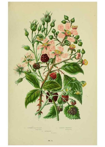 Reproducción/Reproduction 8513728860: The flowering plants, grasses, sedges, & ferns of Great Britain. London,F. Warne,1905.