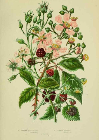 Reproducción/Reproduction 8513728860: The flowering plants, grasses, sedges, & ferns of Great Britain. London,F. Warne,1905.