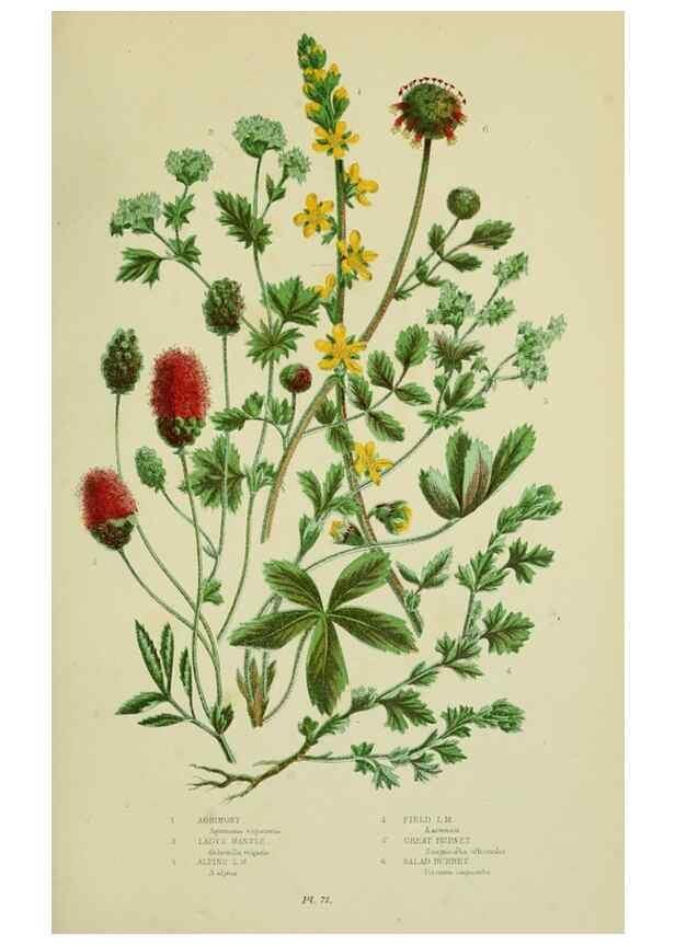 Reproducción/Reproduction 8512618633: The flowering plants, grasses, sedges, & ferns of Great Britain. London,F. Warne,1905.