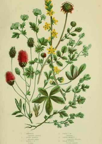 Reproducción/Reproduction 8512618633: The flowering plants, grasses, sedges, & ferns of Great Britain. London,F. Warne,1905.