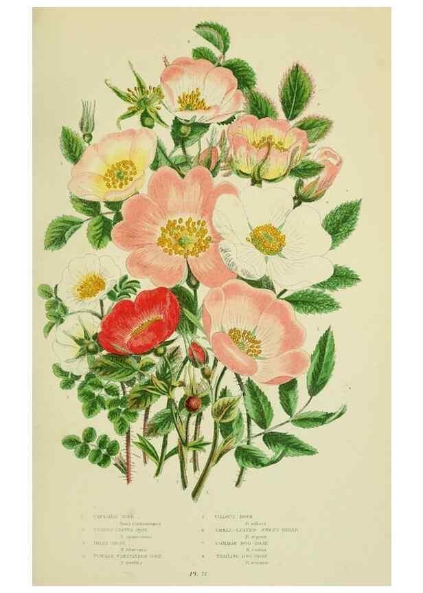 Reproducción/Reproduction 8513730332: The flowering plants, grasses, sedges, & ferns of Great Britain. London,F. Warne,1905.