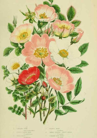Reproducción/Reproduction 8513730332: The flowering plants, grasses, sedges, & ferns of Great Britain. London,F. Warne,1905.