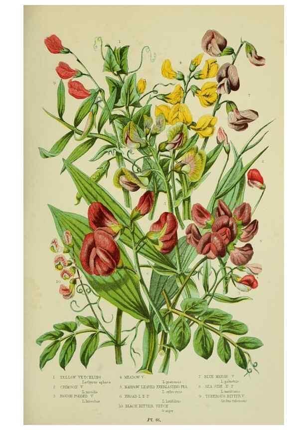 Reproducción/Reproduction 8513724146: The flowering plants, grasses, sedges, & ferns of Great Britain. London,F. Warne,1905.