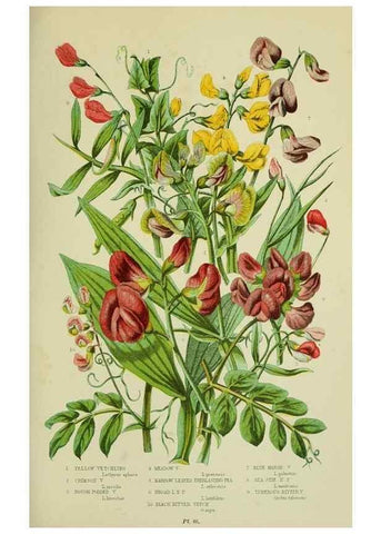 Reproducción/Reproduction 8513724146: The flowering plants, grasses, sedges, & ferns of Great Britain. London,F. Warne,1905.