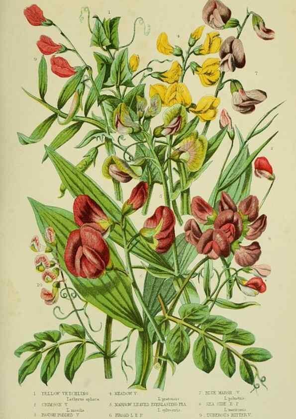 Reproducción/Reproduction 8513724146: The flowering plants, grasses, sedges, & ferns of Great Britain. London,F. Warne,1905.