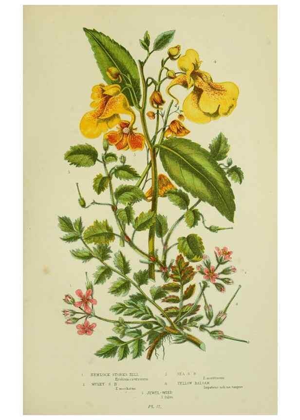 Reproducción/Reproduction 8512606497: The flowering plants, grasses, sedges, & ferns of Great Britain. London,F. Warne,1905.