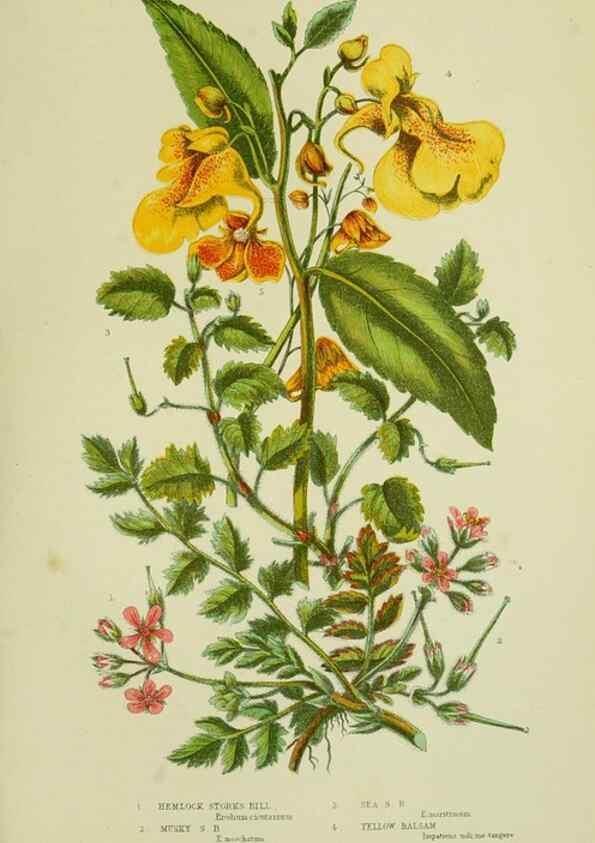 Reproducción/Reproduction 8512606497: The flowering plants, grasses, sedges, & ferns of Great Britain. London,F. Warne,1905.