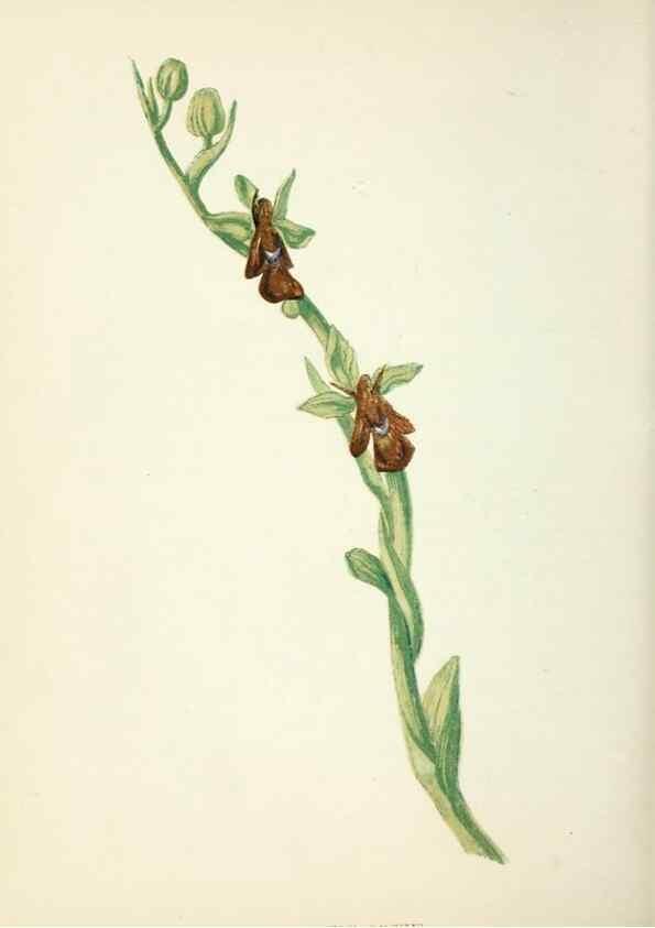 Reproducción/Reproduction 8513797618: Wild flowers.. London :Pott, Young & Co.,[1857]