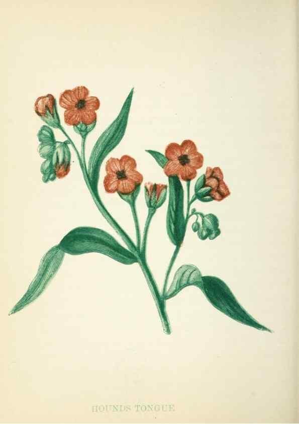 Reproducción/Reproduction 8513802086: Wild flowers.. London :Pott, Young & Co.,[1857]