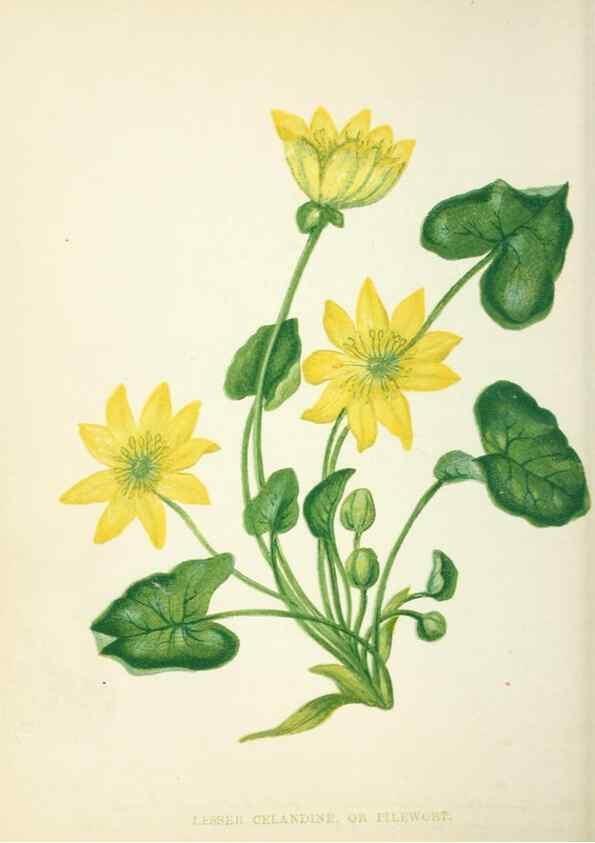 Reproducción/Reproduction 8513790106: Wild flowers.. London :Pott, Young & Co.,[1857]