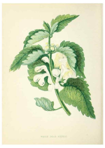 Reproducción/Reproduction 8512682137: Wild flowers.. London :Pott, Young & Co.,[1857]